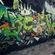 par Muck, Tuyuloveme - Yogyakarta (Indonesie)