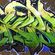 Piece par Skore 79 - Breme (Allemagne)