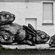 Fresques par Roa - Gand (Belgique)