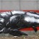  par Roa - Bruxelles (Belgique)