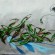 par Amer1 - Angouleme (France)