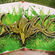 Street art par Reset - Albufeira (Portugal)