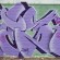Piece par Demo - Lille (France)