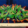  par Duel - San Diego (CA)