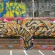 Piece par Tenfold - San Francisco (CA)