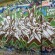par Goser - Oakland (CA)