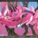 par Fasm - Fresno (CA)