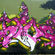 Piece par Jive - Danbury (CT)