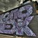 Piece par Monorex - Londres (Royaume Uni)