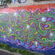 par Drako - Melbourne (Australie)