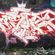 par Nside193 - Yogyakarta (Indonesie)